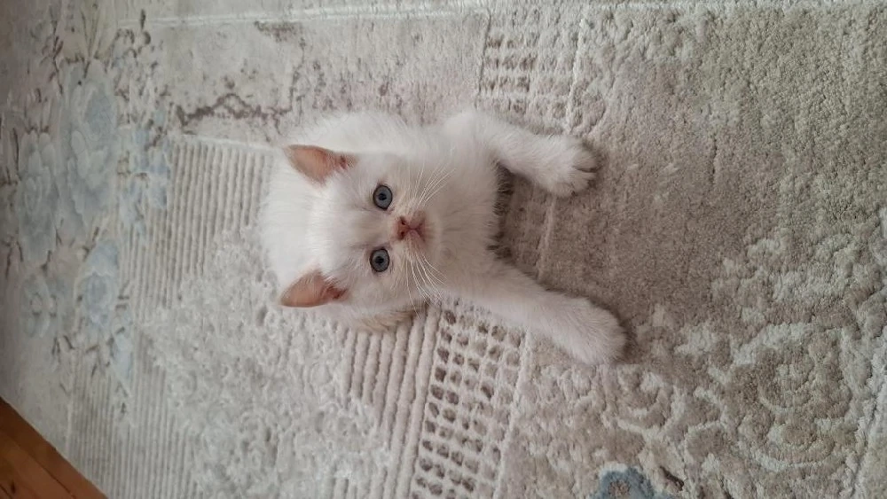 British shorthair puișori