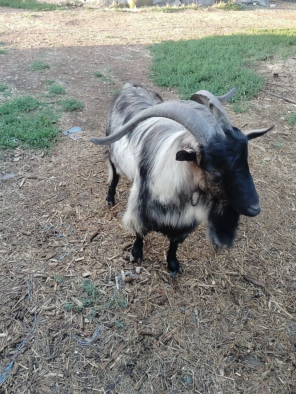 Vând țap Alpin francez cu Anglia nubian