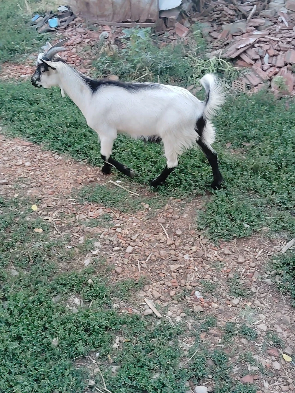 Vând țap Alpin francez cu Anglia nubian