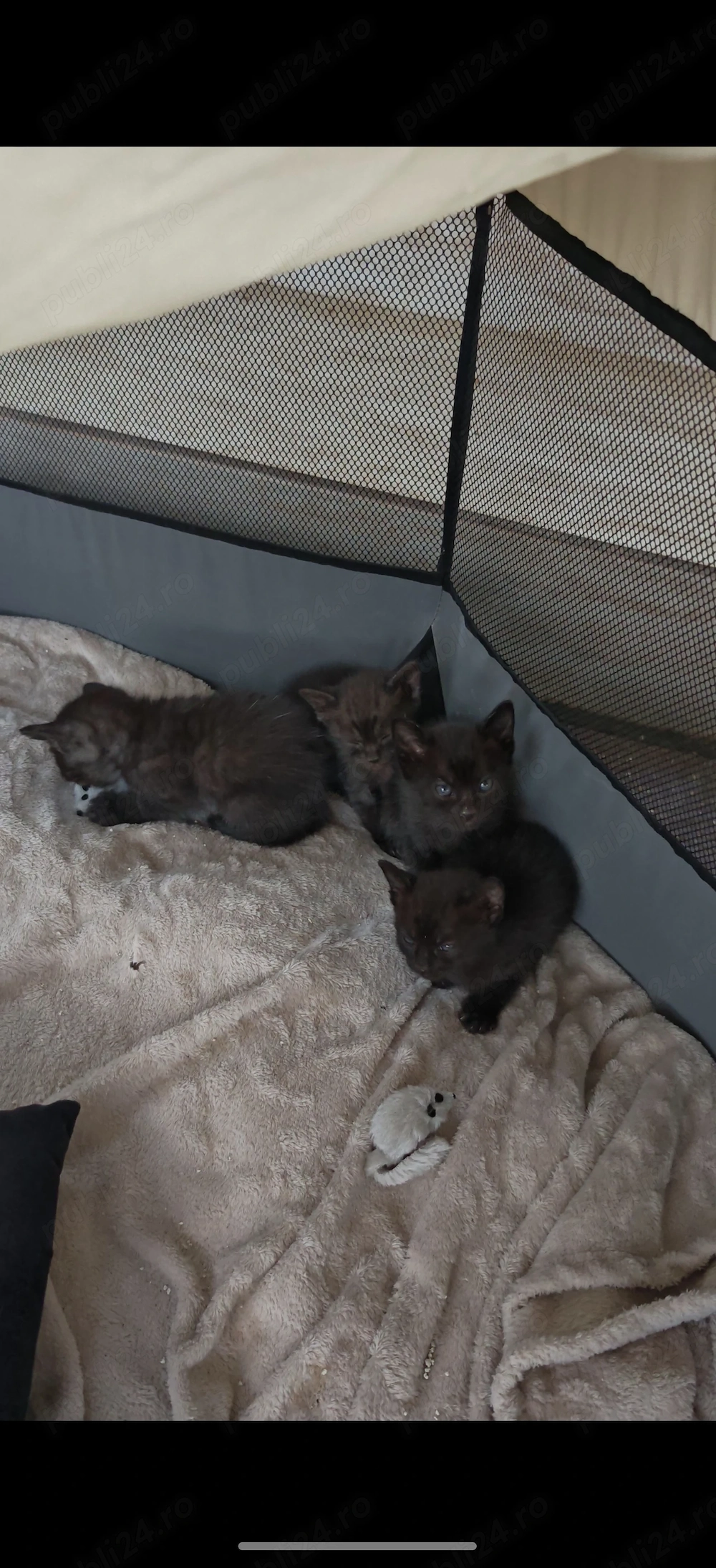 Ofer 4 pui de pisica spre adoptie 