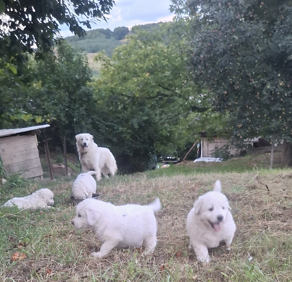 Vând căței bălani 