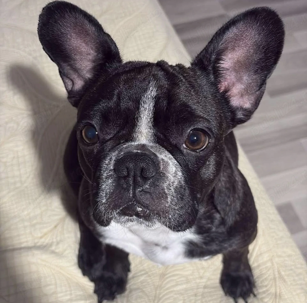 Femela bulldog francez 