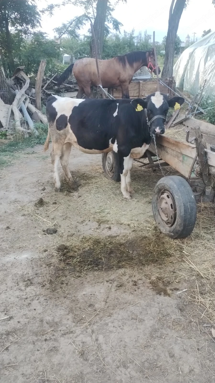 Vaca si vitea de vânzare
