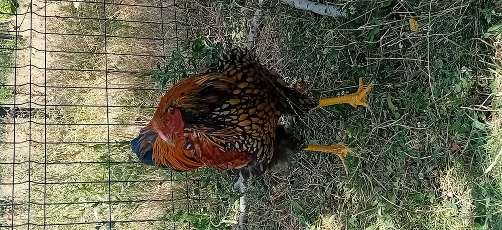 Cocosi wyandotte de vanzare
