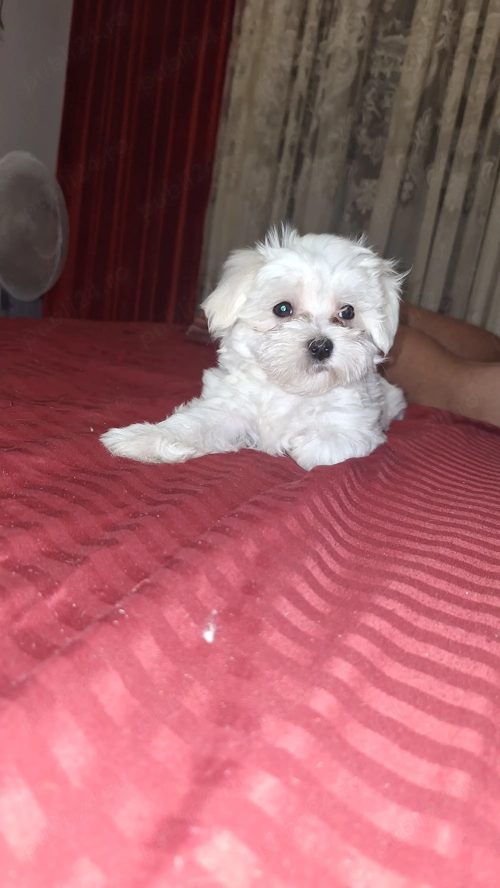 Bichon maltez miny toy Fetiță 