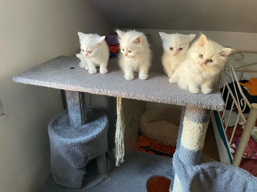 Pui British Shorthair   își caută o familie iubitoare