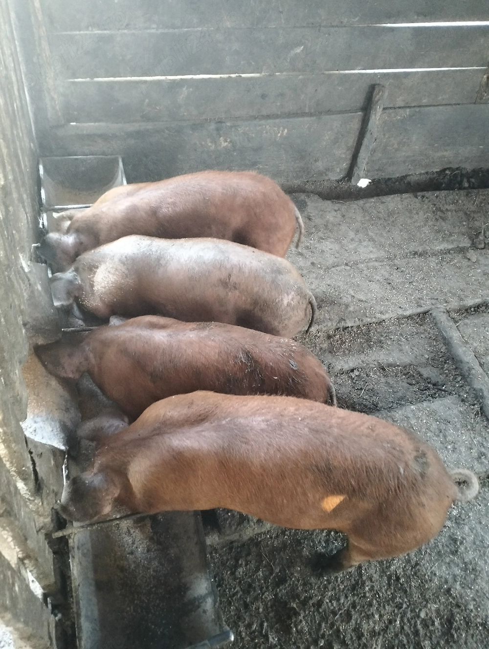 Purcei de 8 saptamani