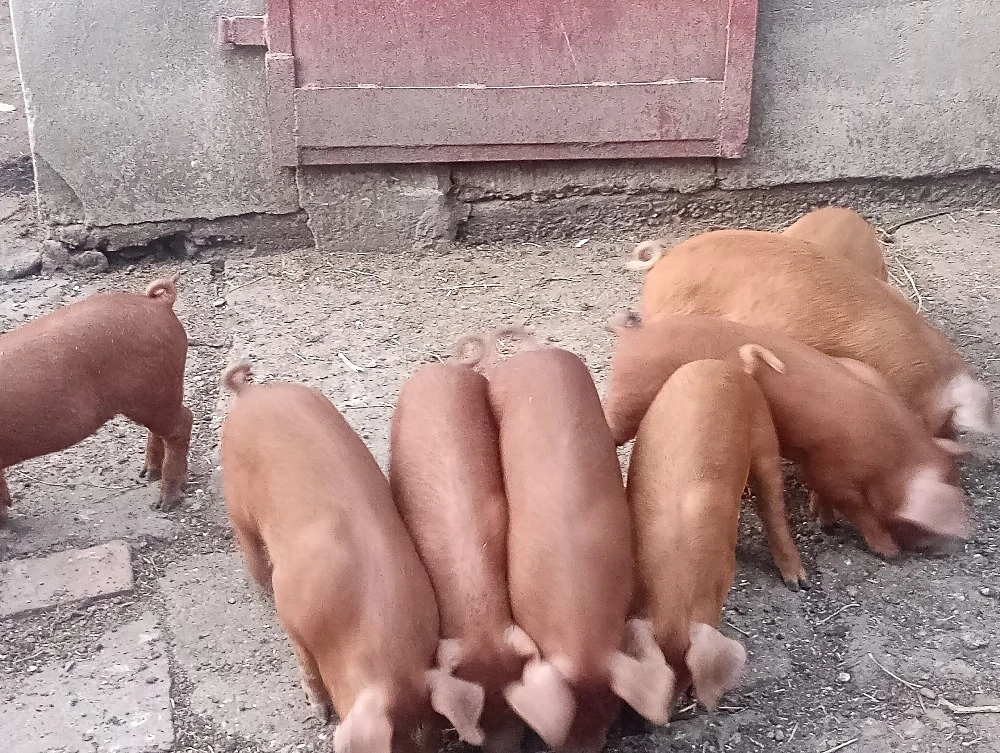 Purcei Duroc 