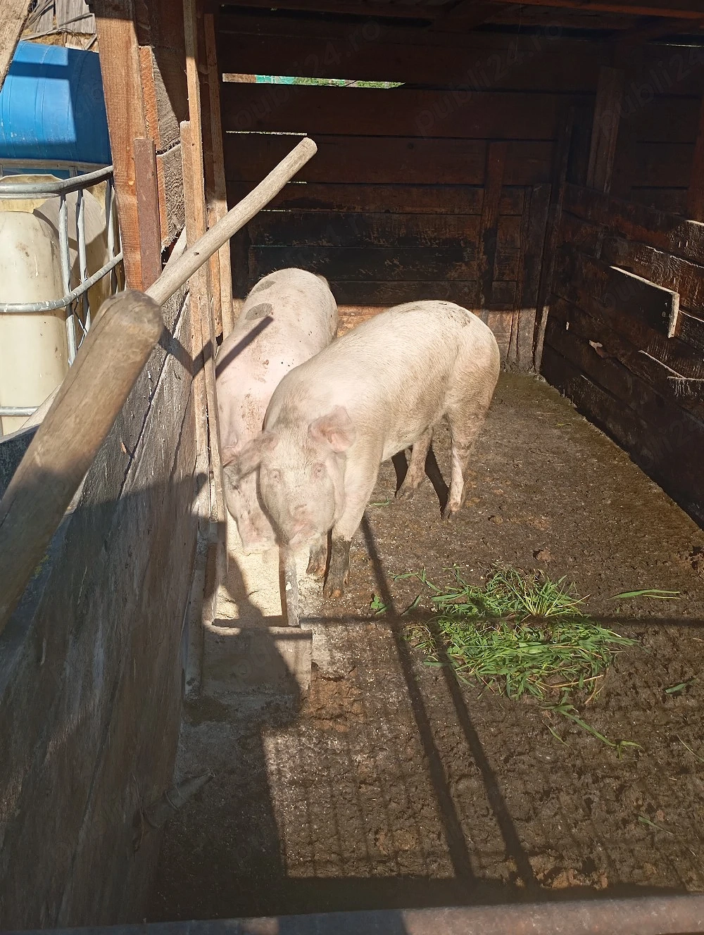 porci de vânzare 