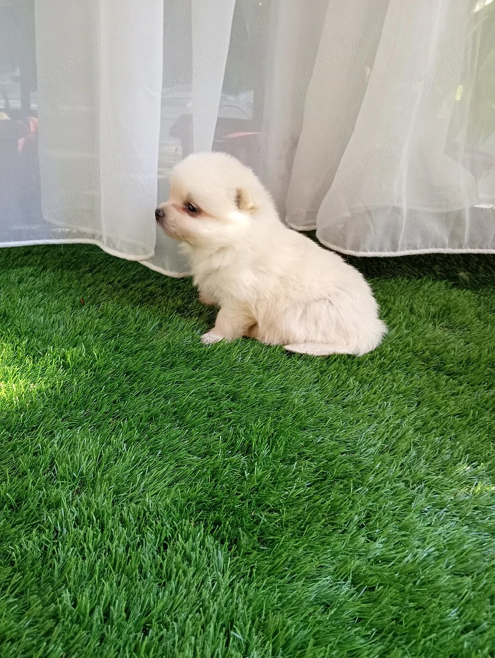 Vand catelusi pomeranieni
