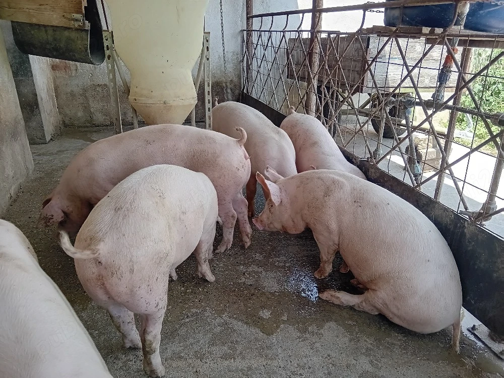Porci de carne!