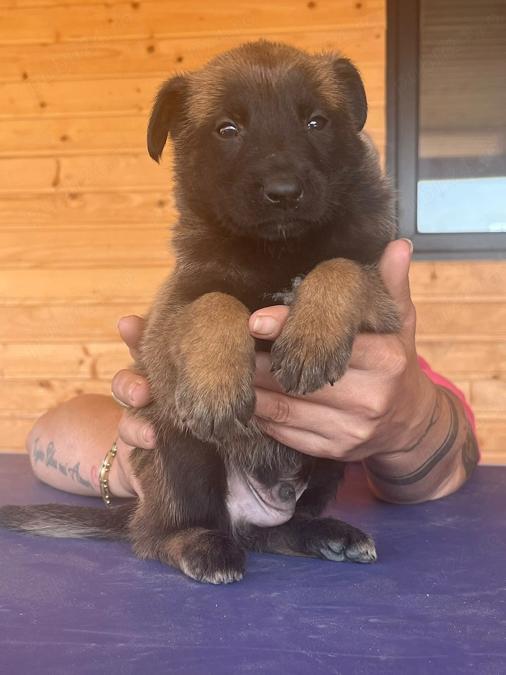 Pui ciobanesc german disponibili in 3saptamani 