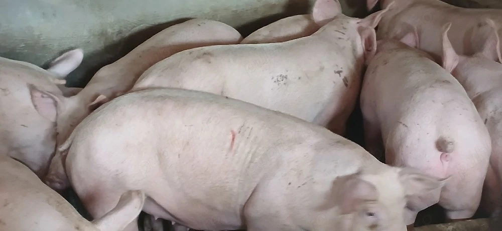 porci soldani 