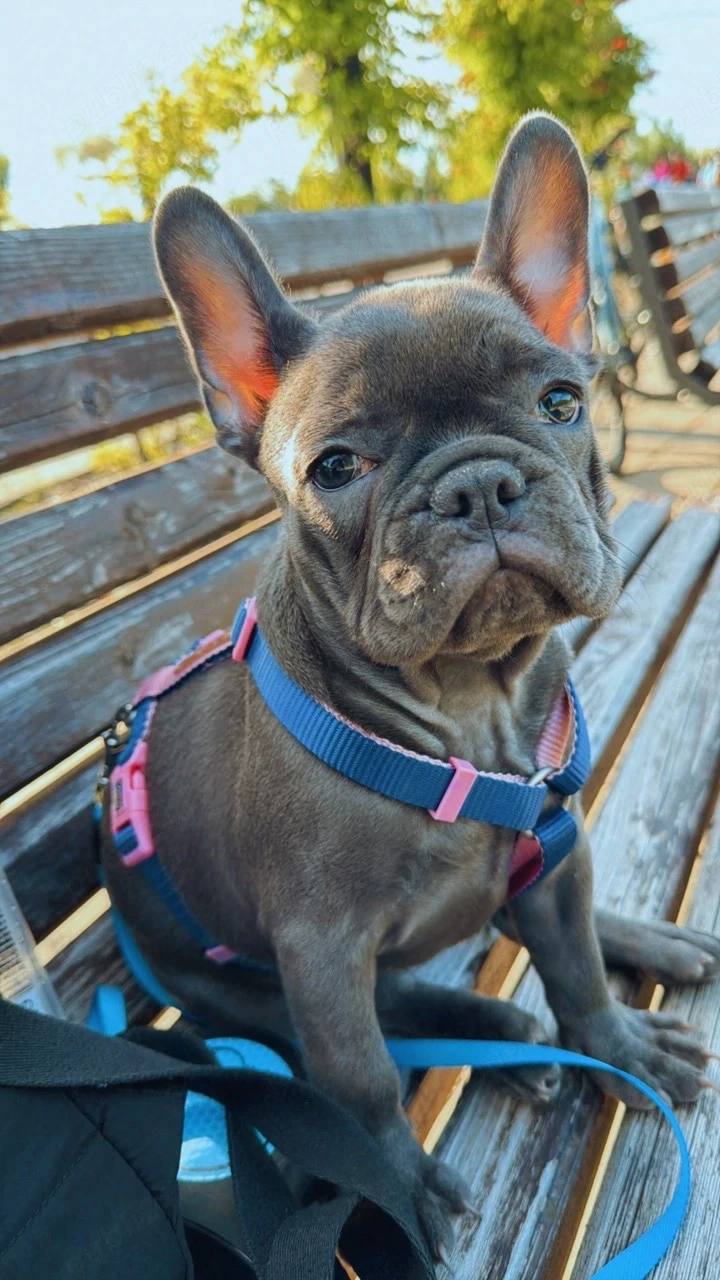 buldog francez fetita puiut superba