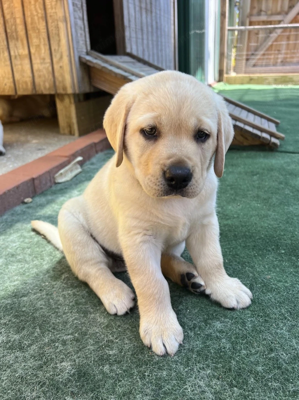 Labrador retriever 600 lei