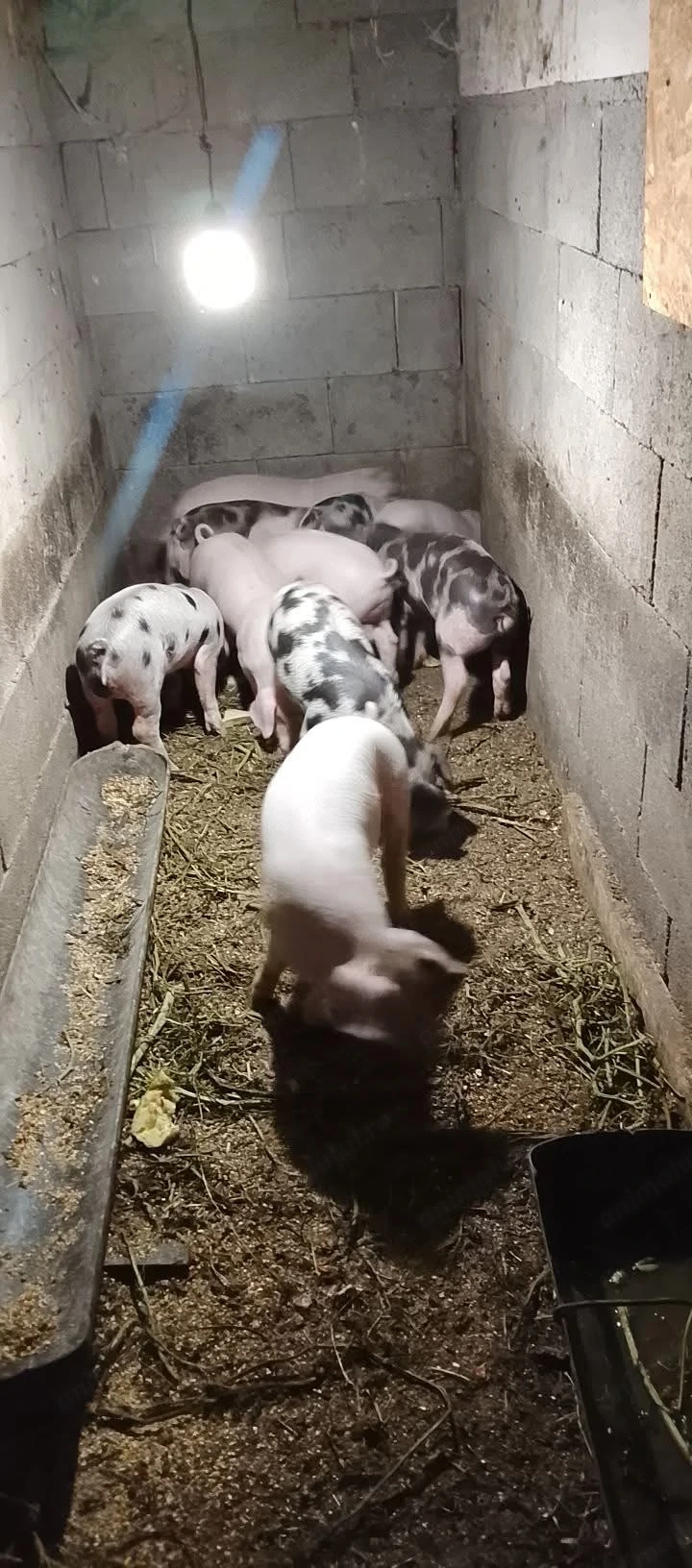 Purcei de vanzare