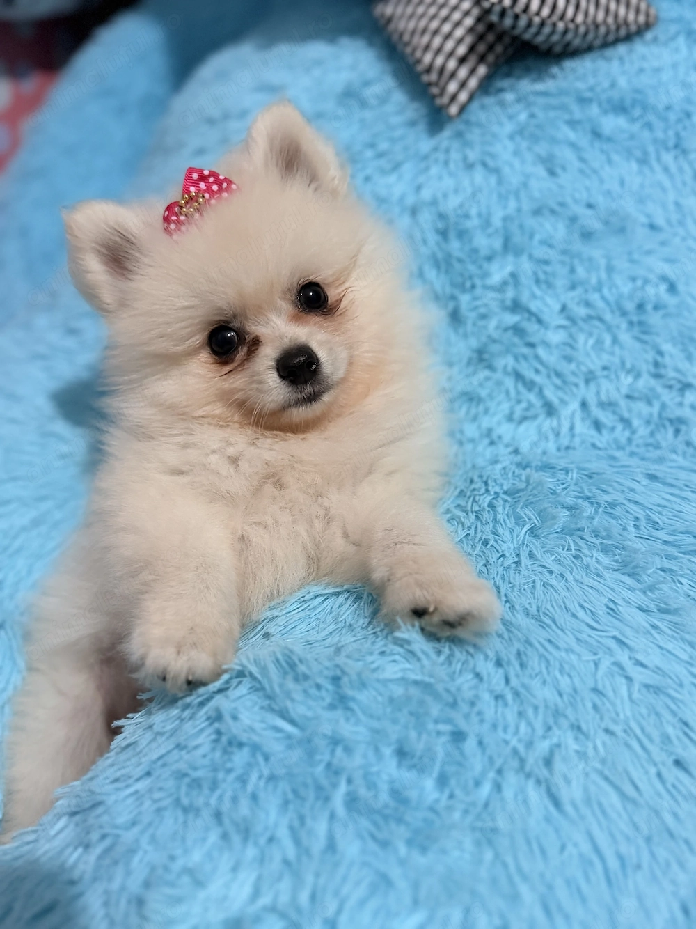 Pomeranian fetiță 3luni, superbă și adorabilă 