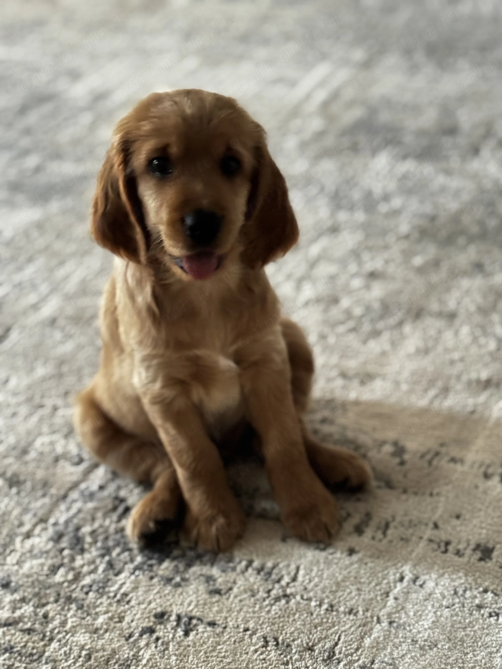 Pui cocker spaniel
