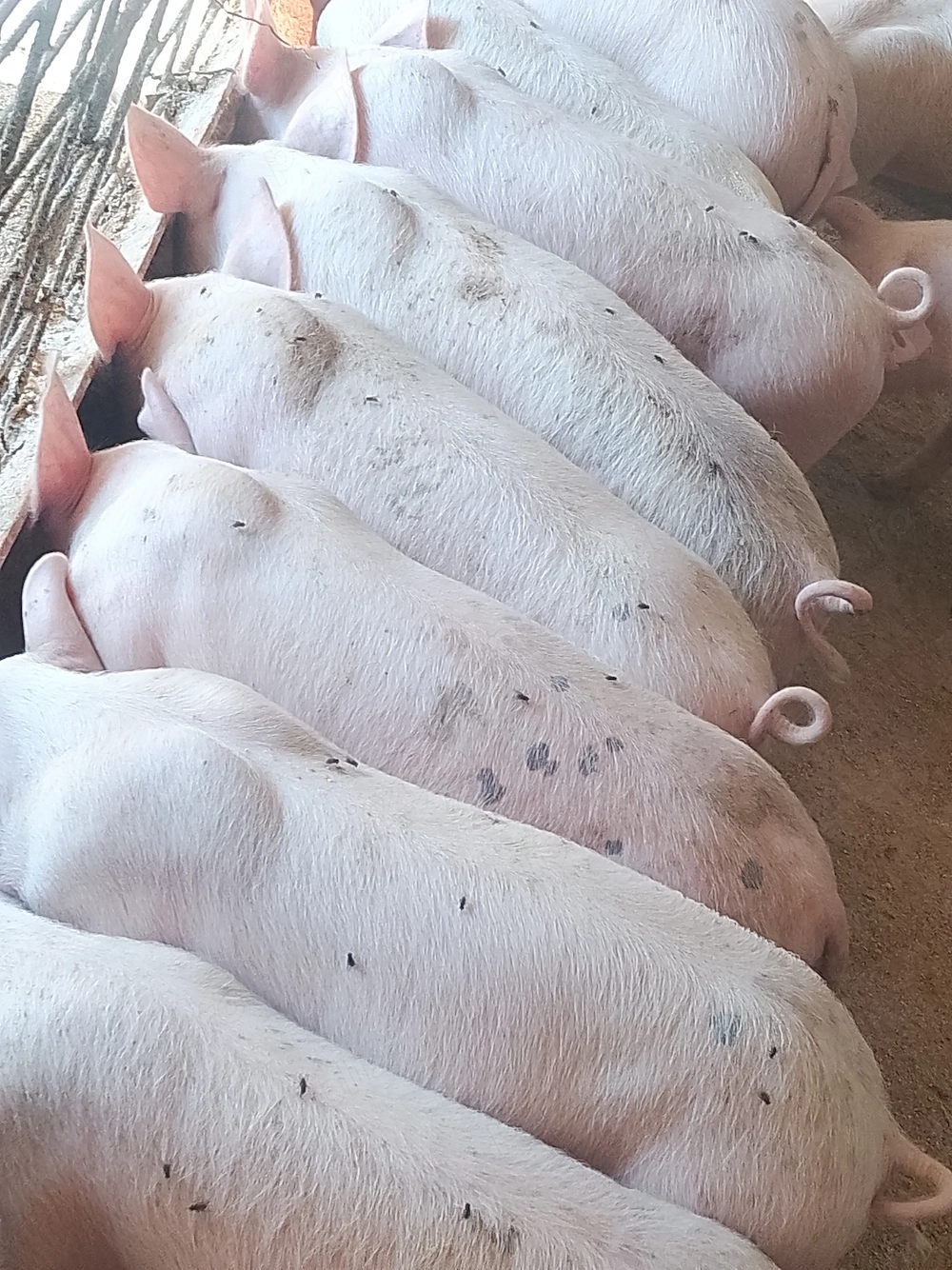 Disponibil șoldani  rasa landras cu petran