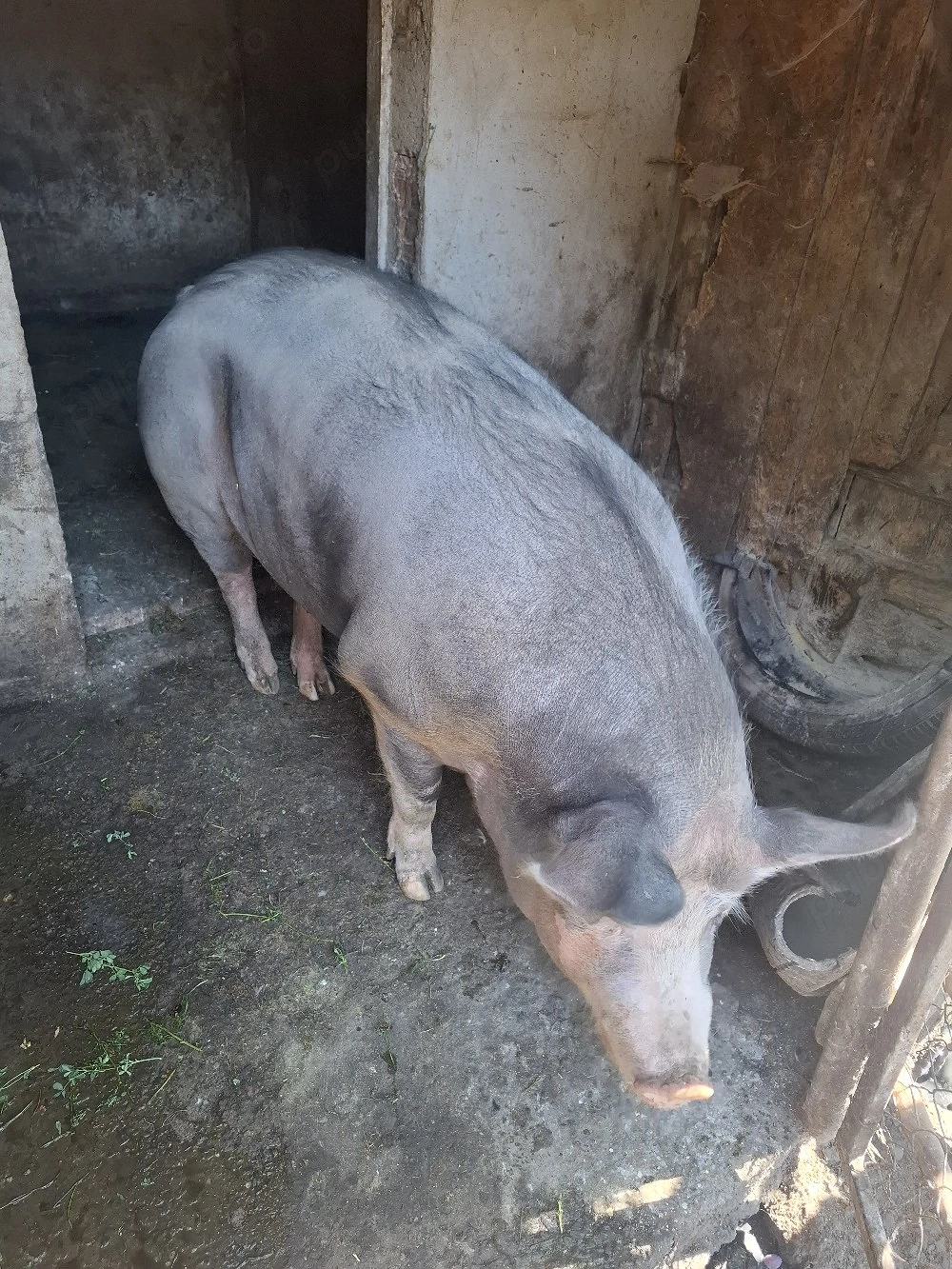 Porc Pietrain 