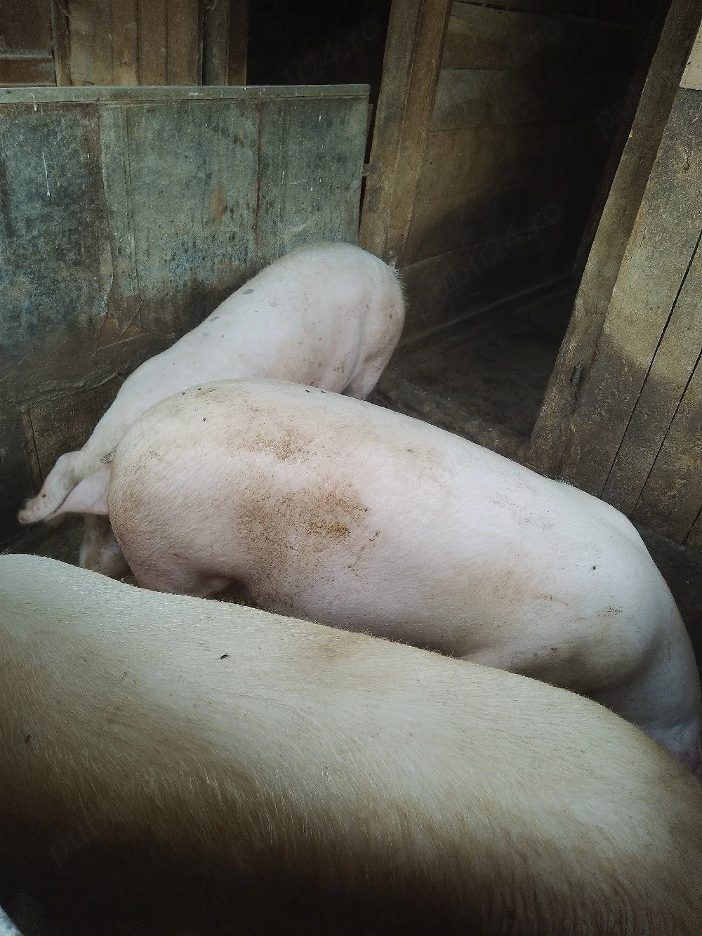 porci de vânzare 