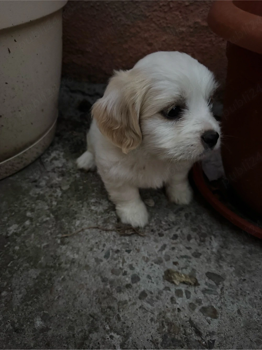 bichon, 6 săptămâni 