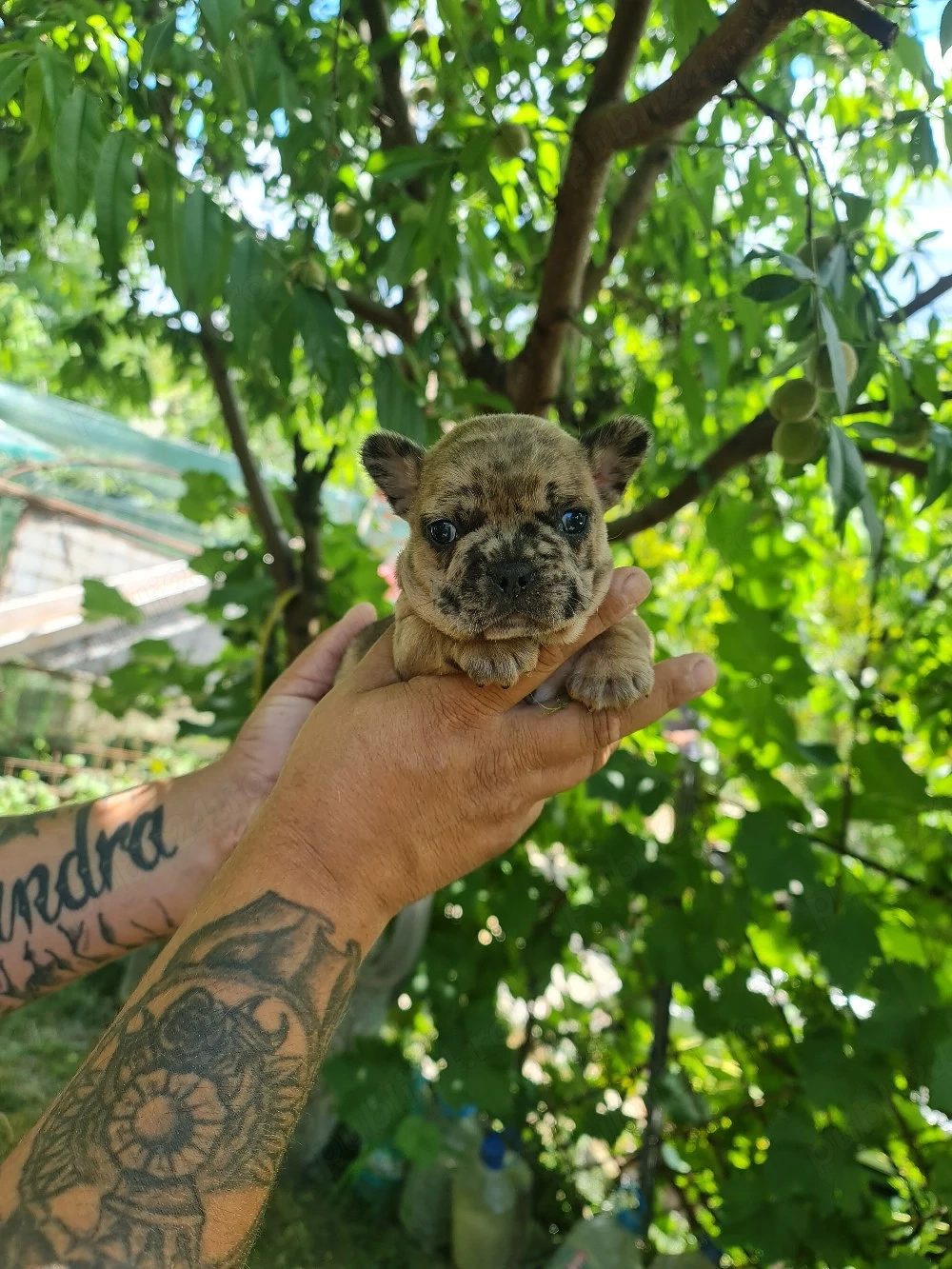 cateii bulldogfrancez