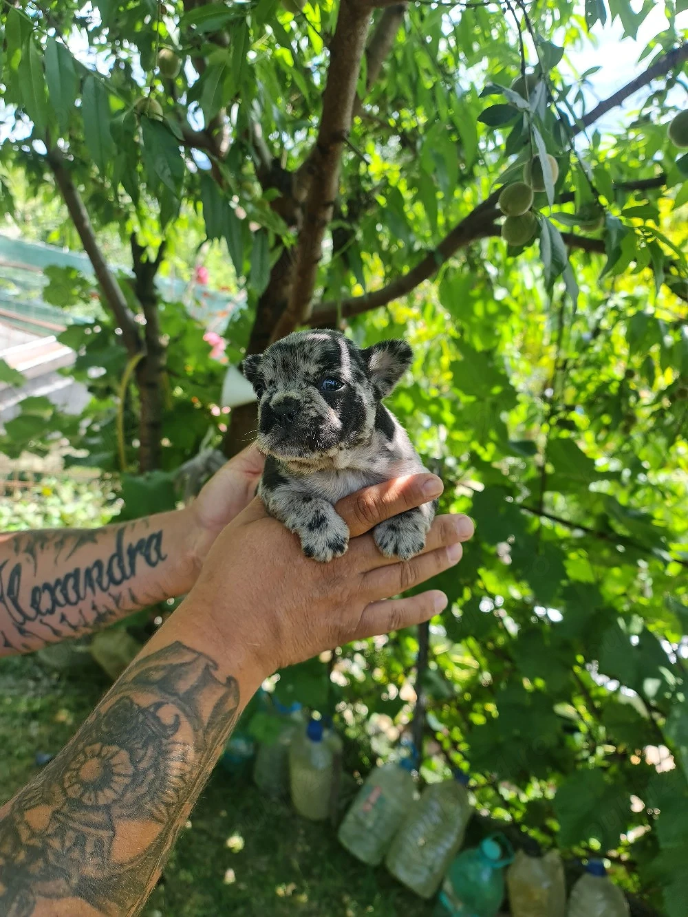cateii bulldogfrancez
