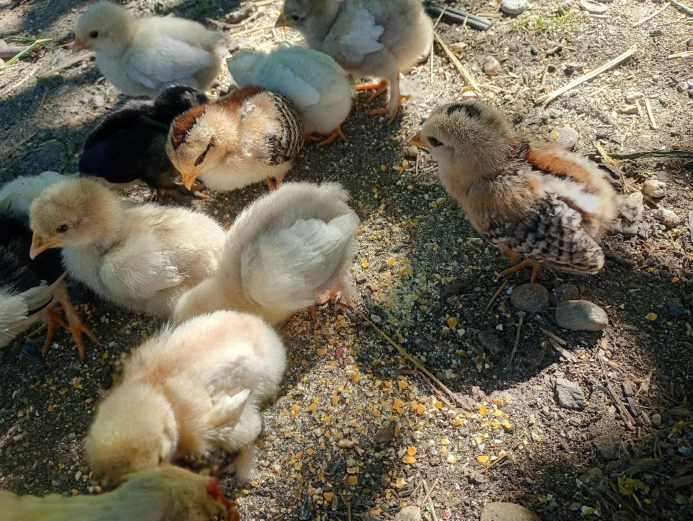 pui de găină pitică 