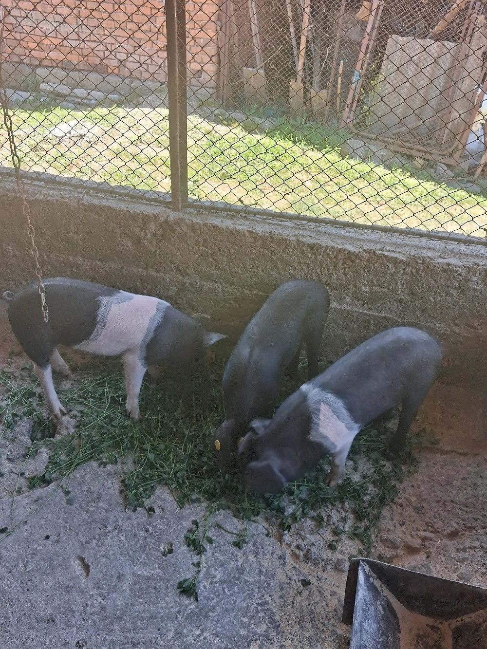 purceii de vănzare 250 bucata