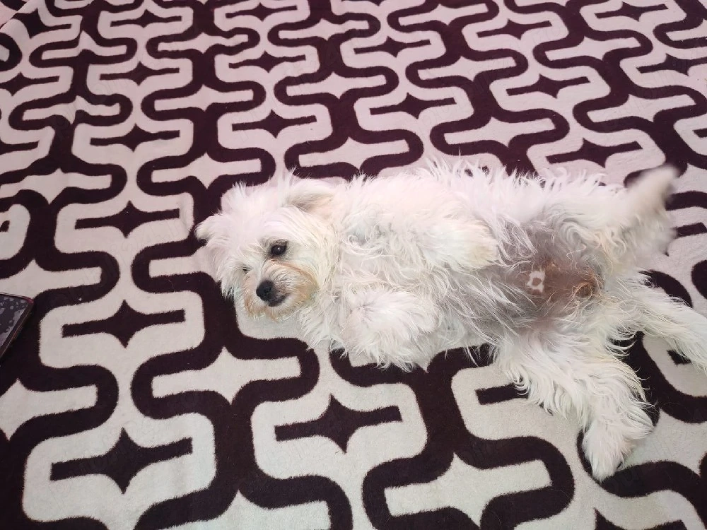 catel bichon