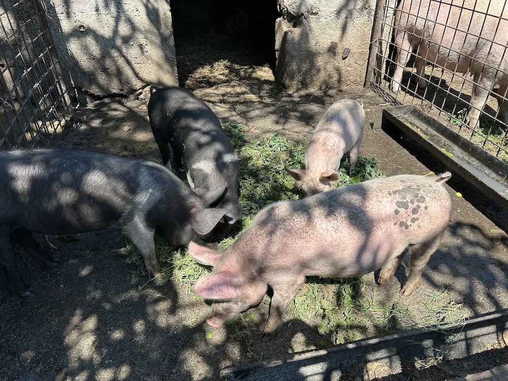 Porci de vânzare.   .