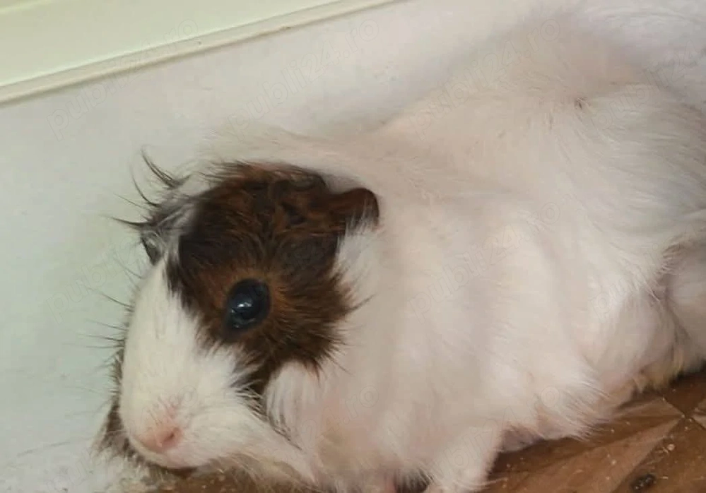 Porc de Guinea cobai 