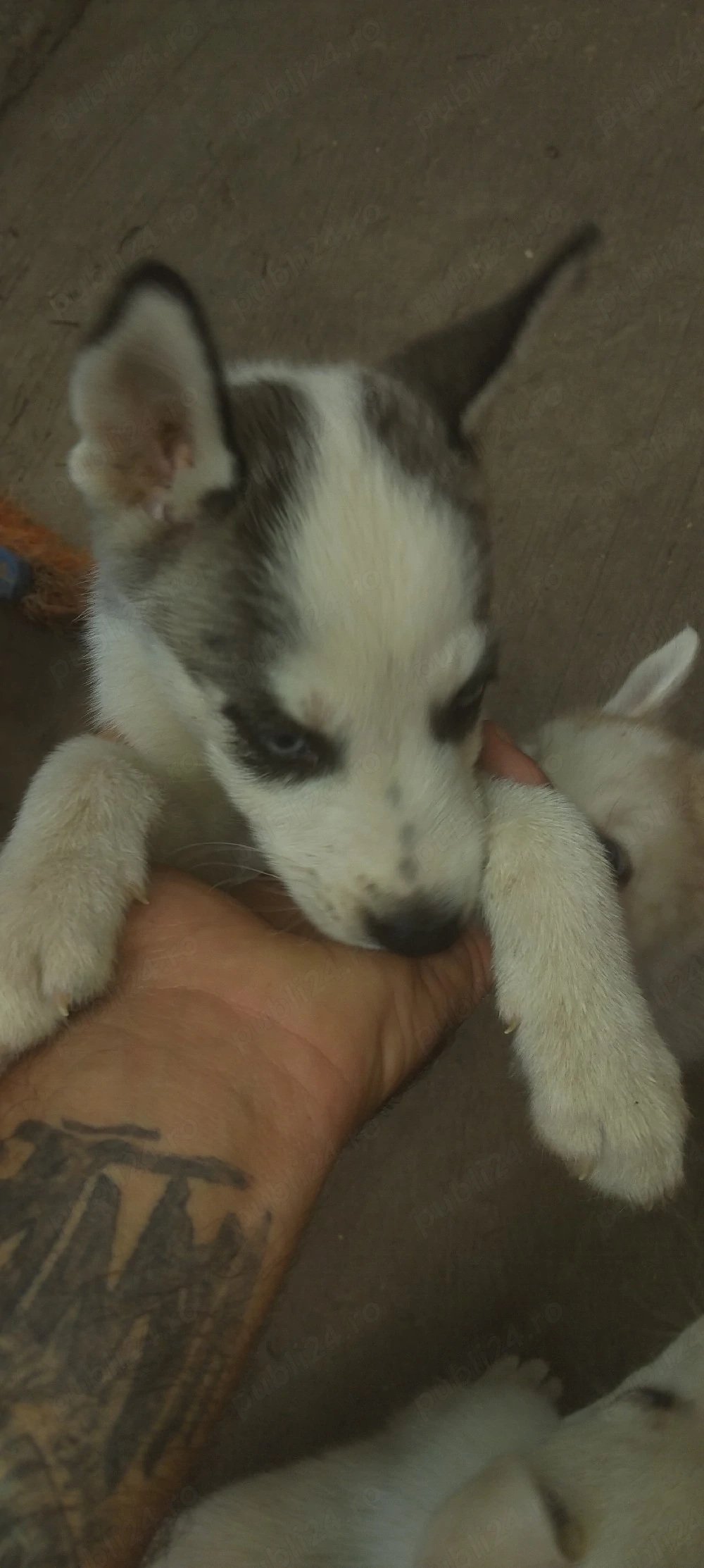 pui husky 