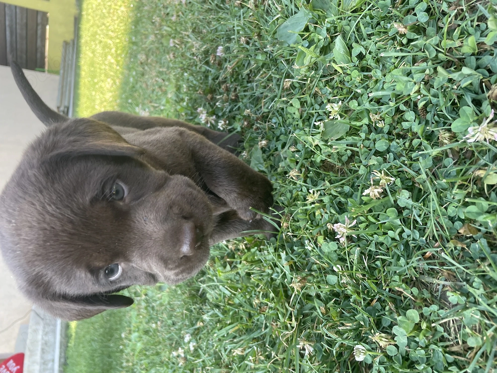 Pui Labrador Retriever   două fetițe disponibile! 