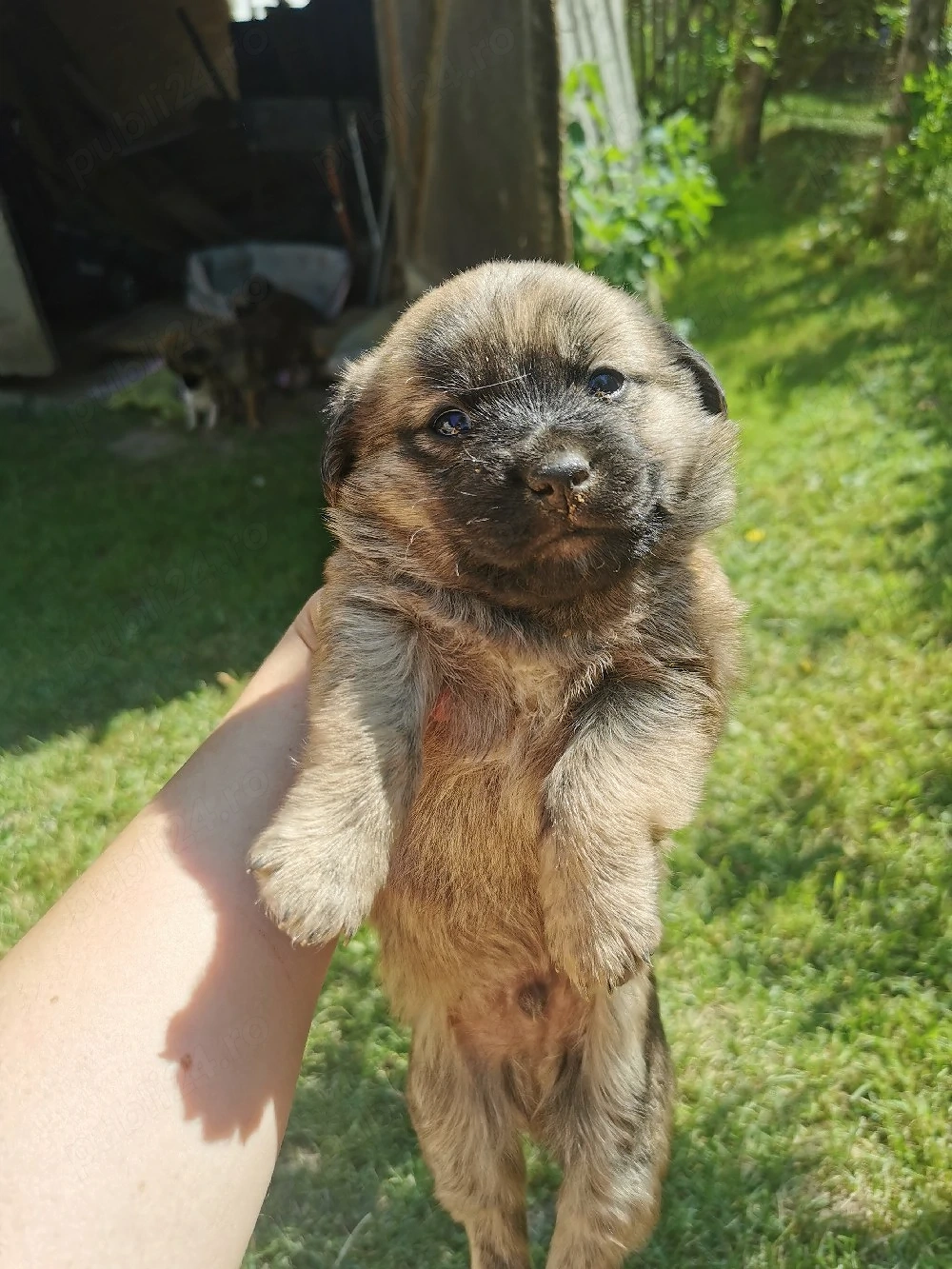 Cățeluși de talie mică spre adopție 
