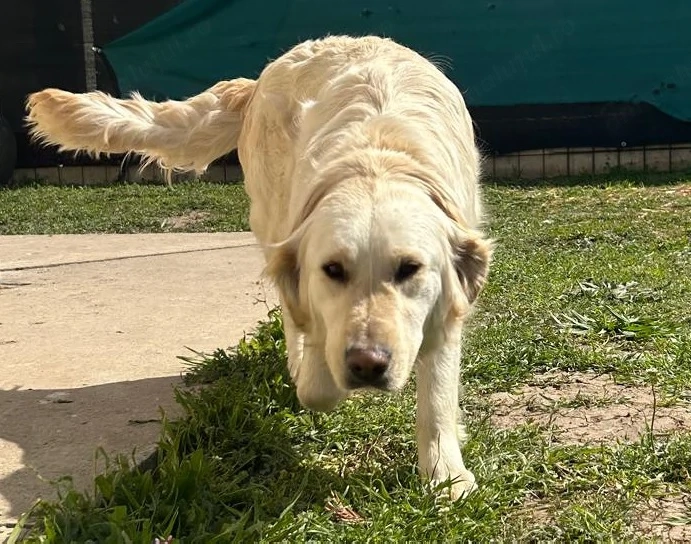 Golden retriever - femelă - 11 luni