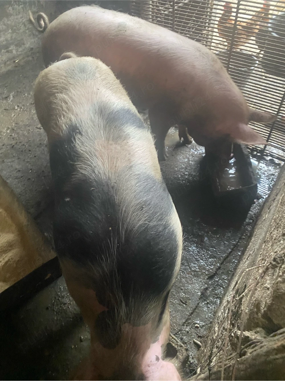 porci de vanzare