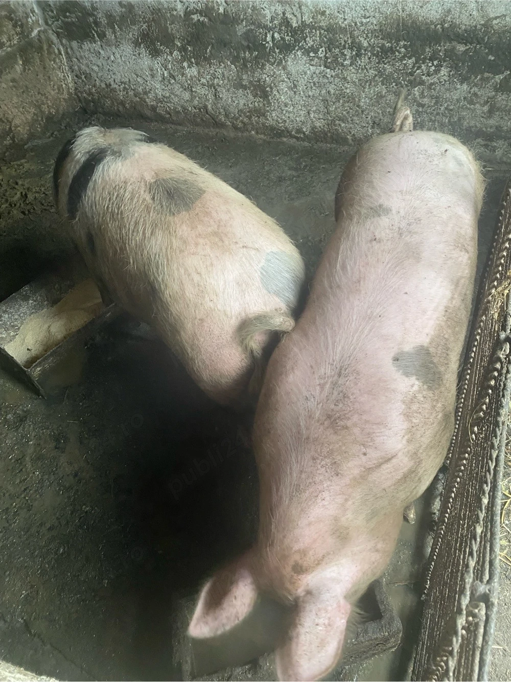 porci de vanzare