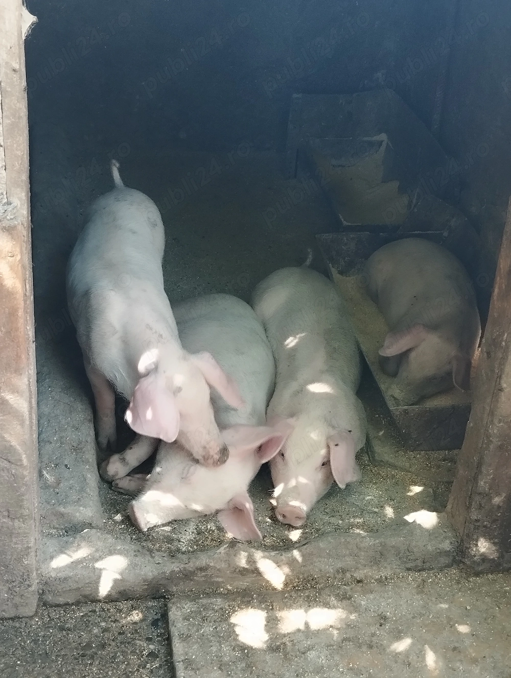 Vând purcei Landrace înțărcați și deparazitați in jur de 15 kg 