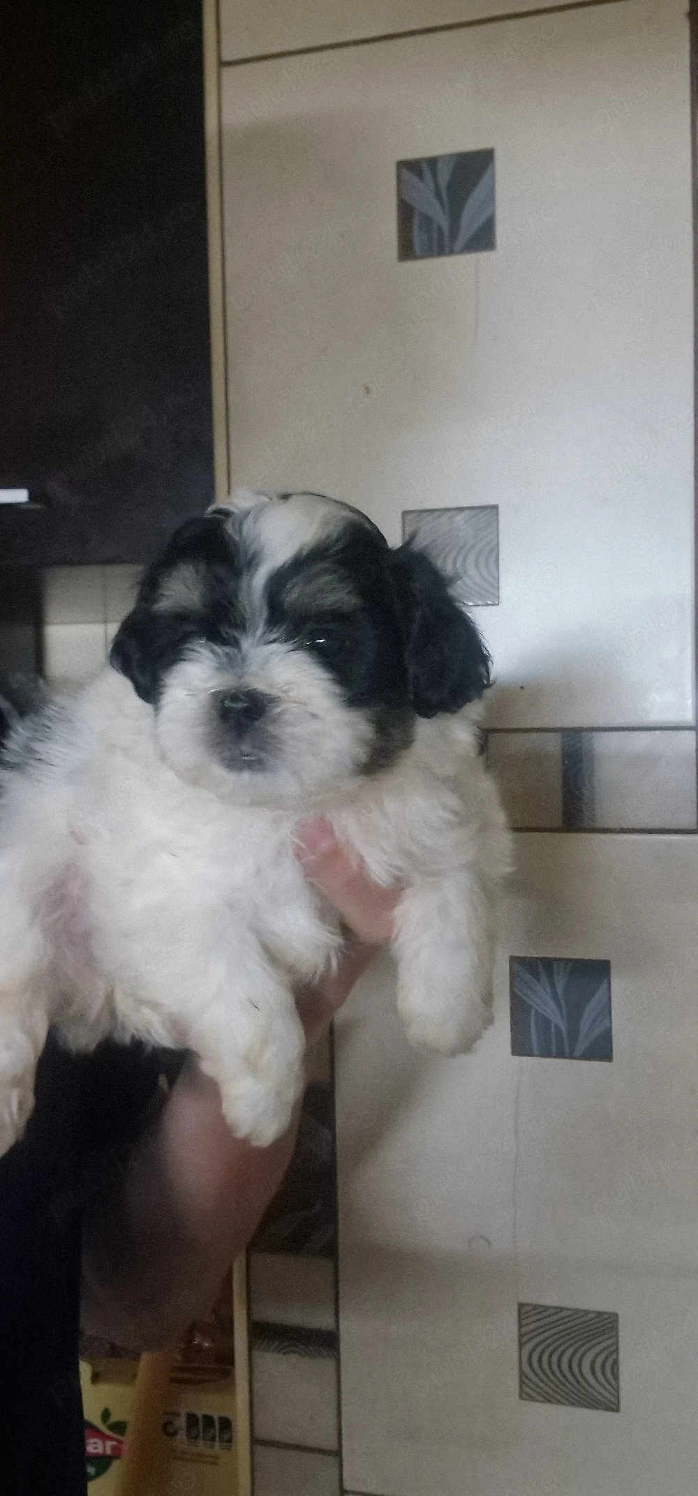 Fetita Shih tzu rasa pura