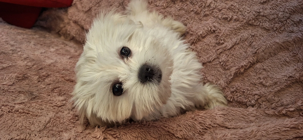Bichon fetiță de vânzare