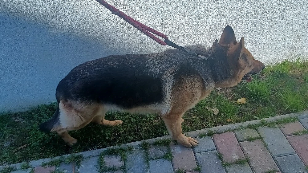 Femelă Ciobanesc German
