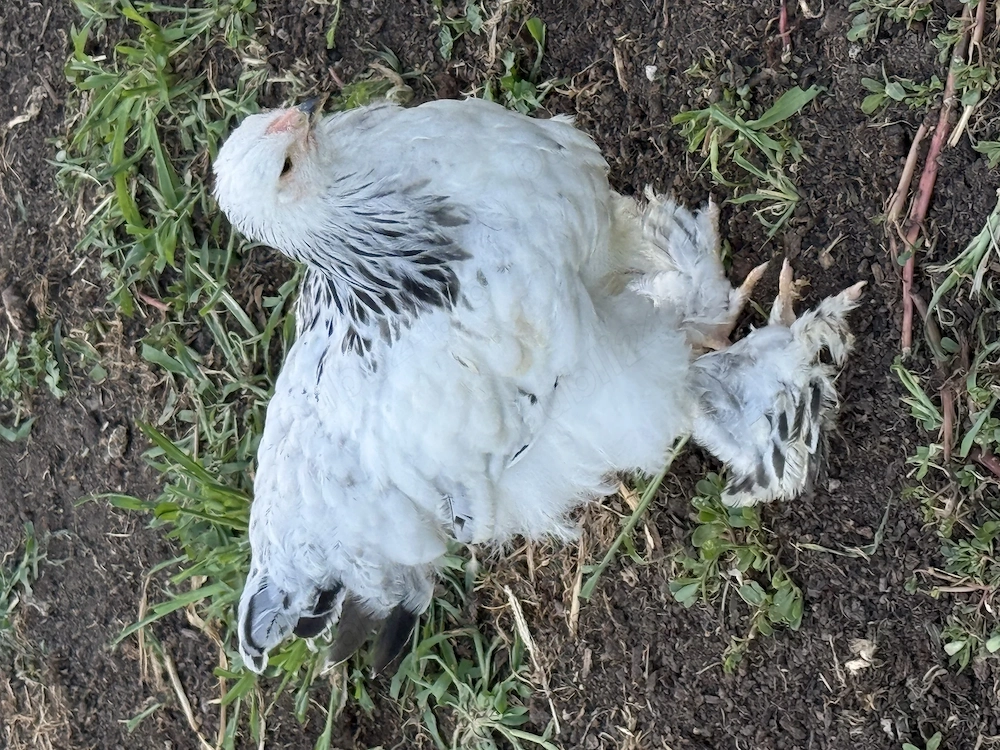 Pui brahma HD și Columbia 