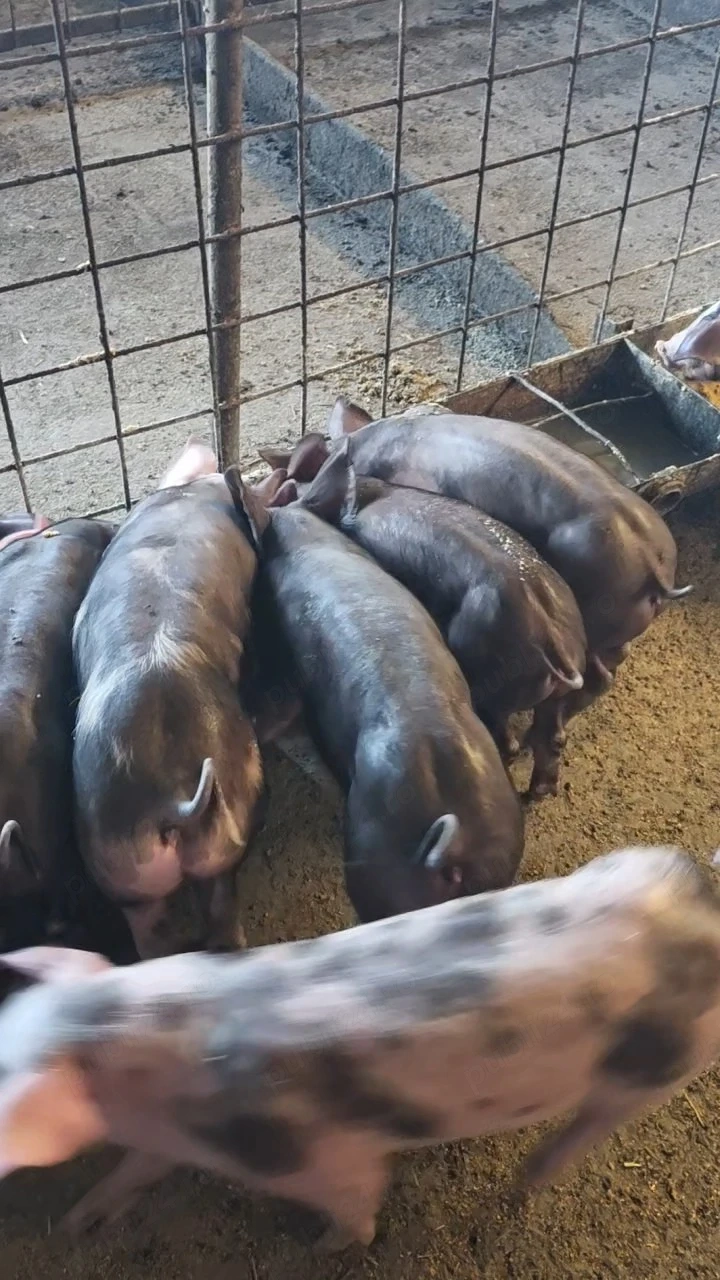 Disponibili Purcei Pietrain Belgian Pur Calitate garantată, (grasuni ,porci)