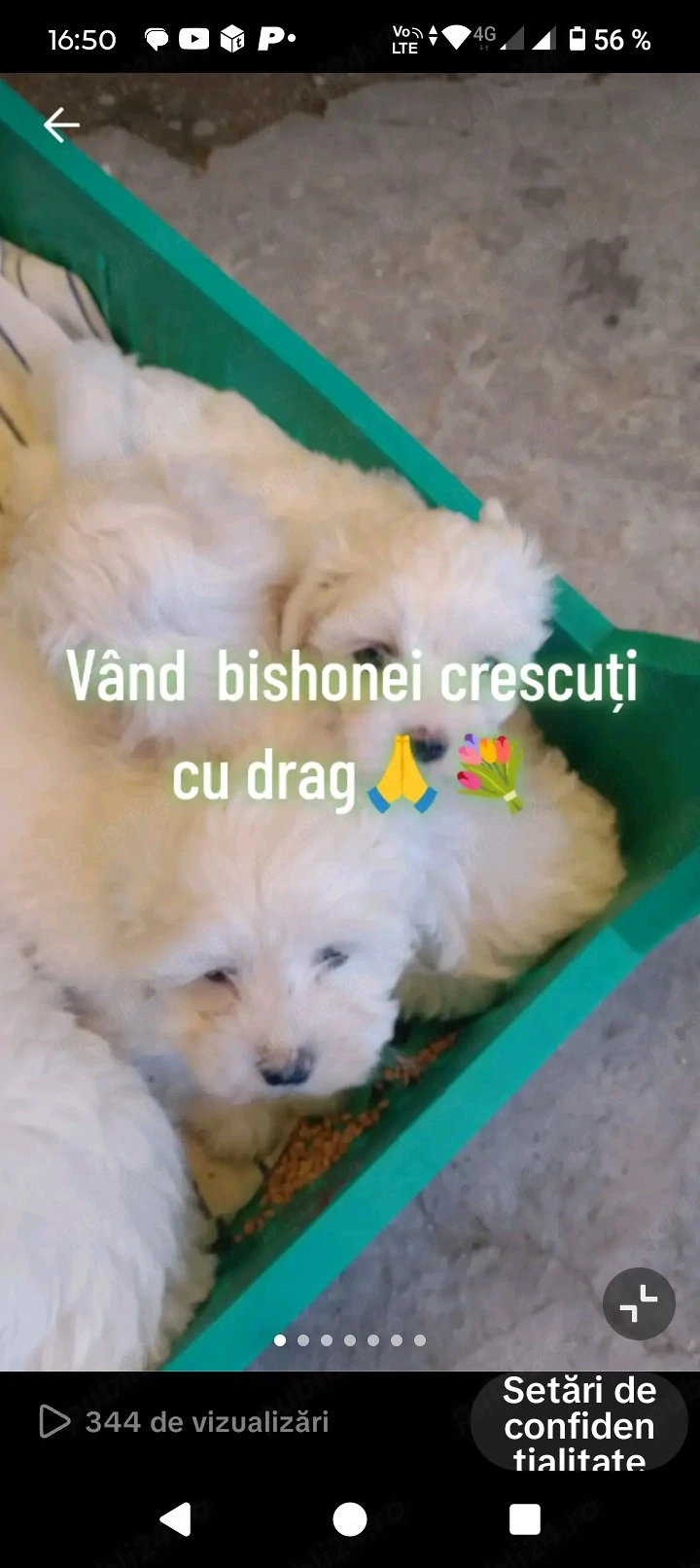 Vând pui de bishoni 2 fetițe si un băiețel,Au 2 luni,.au vaccinuri.        i 