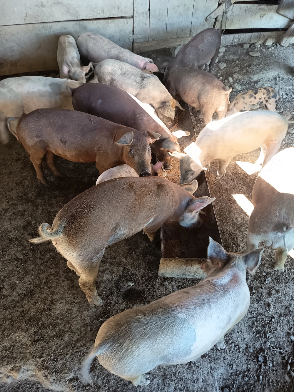 Vând purcei metis duroc