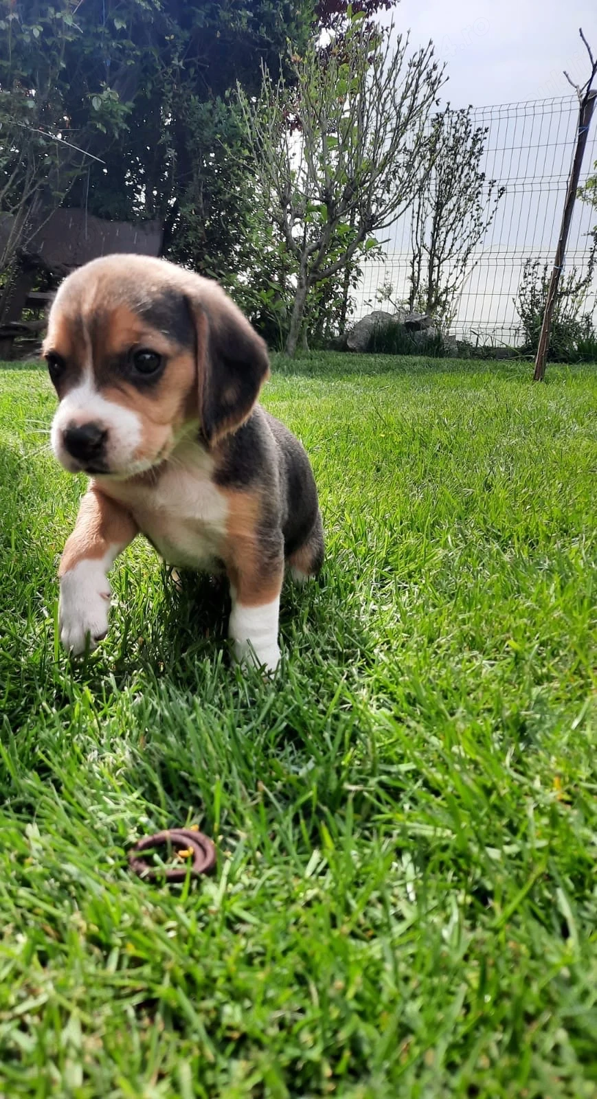 Beagle tricolor 