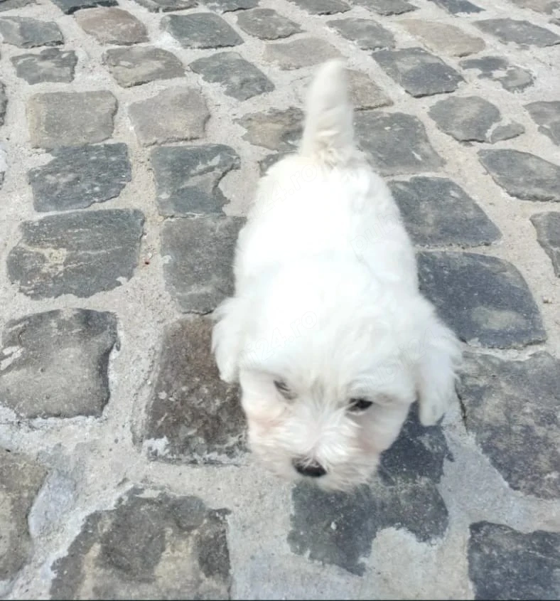 Pui Bichon