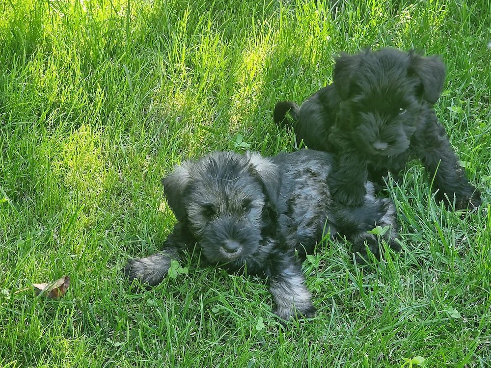 Donez Schnauzer pitic. 
